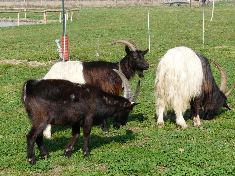 Goats at Bricco Didactic Farm