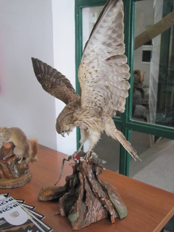 Female kestrel on display in Superga Visitor Center