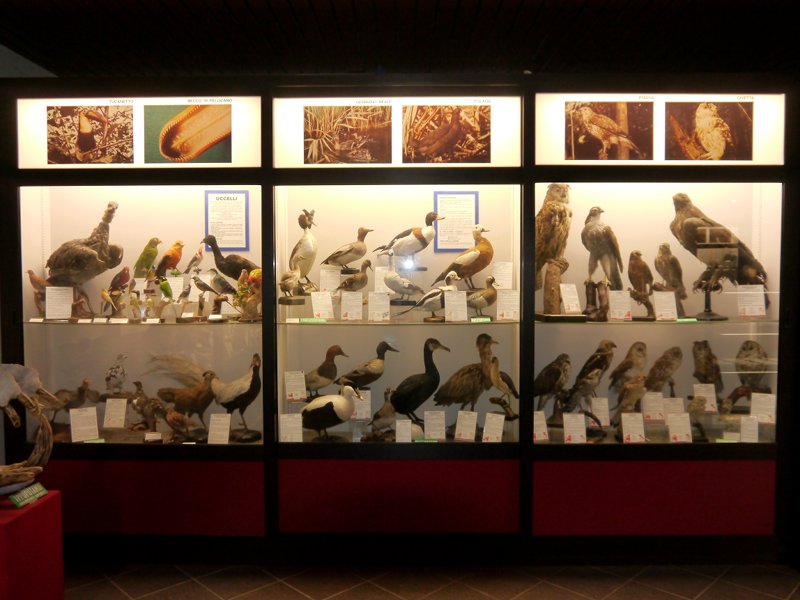 Oiseaux taxidermisés - musée scientifique Don Bosco à Lombriasco