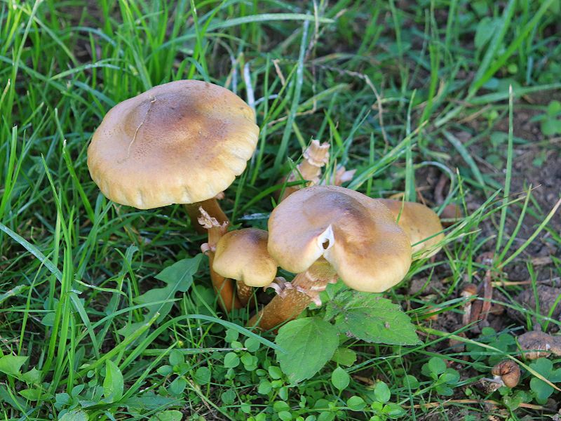 Funghi famigliole