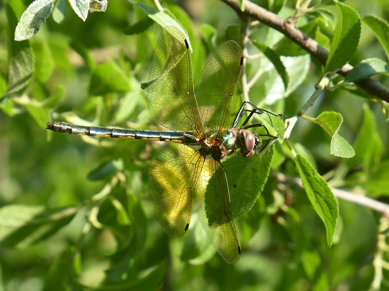 Oxygastra curtisii dragonfly