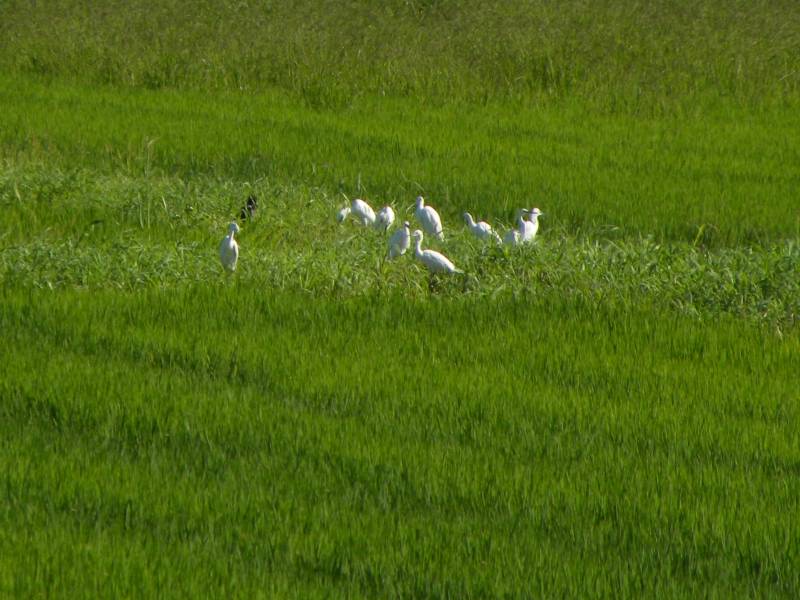 Little Egrets