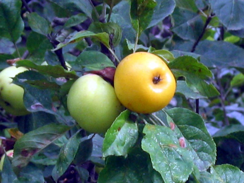 Monferrato Apples