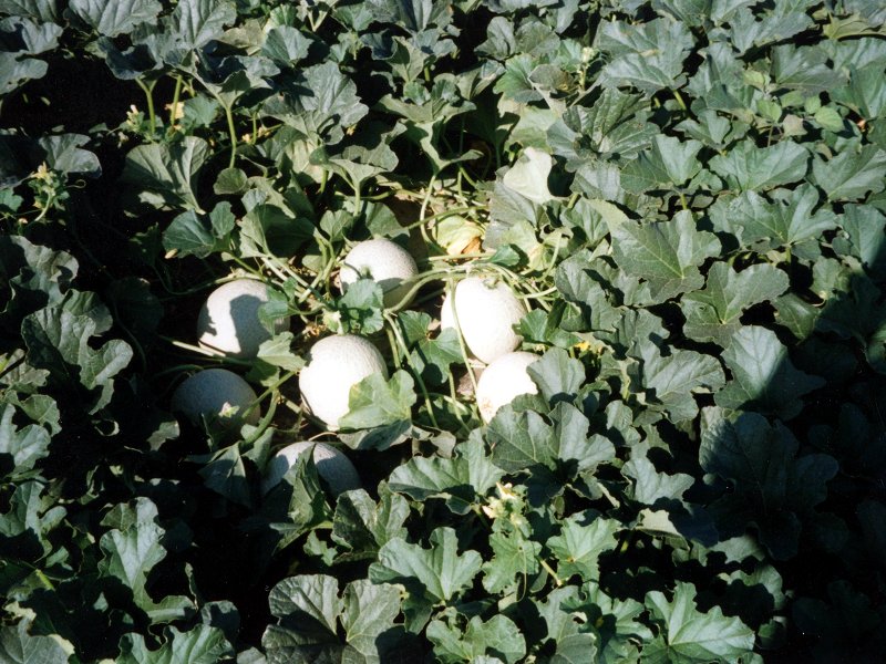 Meloni di Isola Sant'Antonio