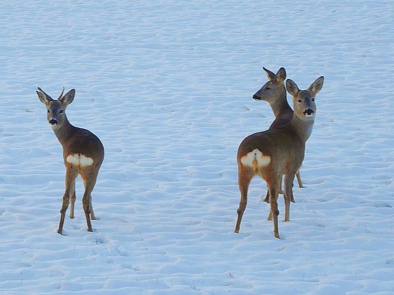 Roe deers in Predosa (AL)