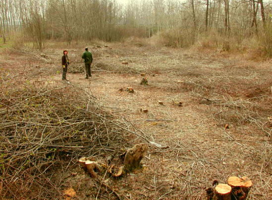 Alder cutting in Rondissone (Photo by Po Torinese Protected Areas Archive)
